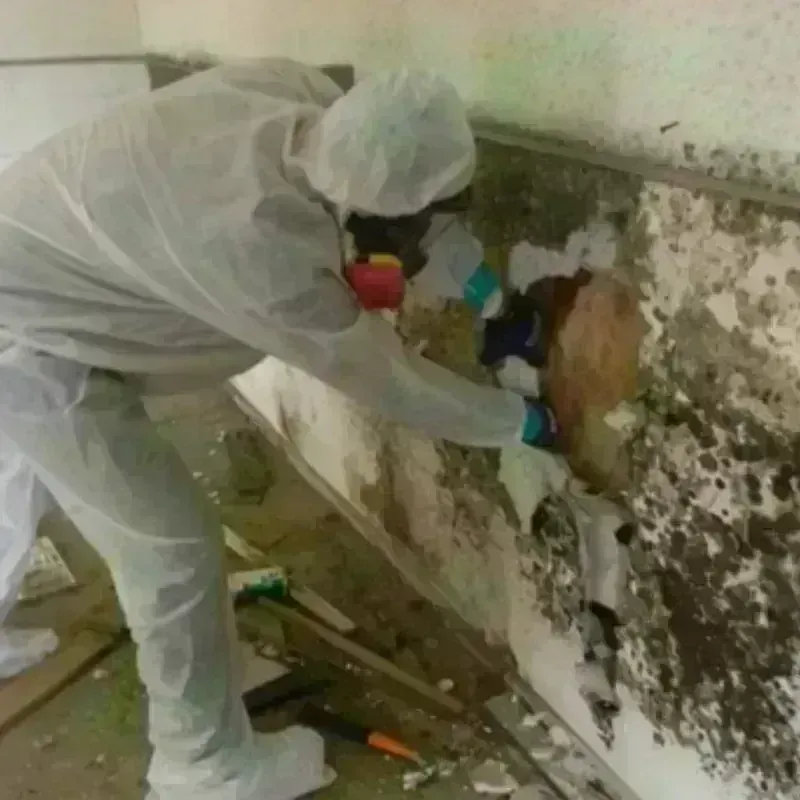 Mold Remediation and Removal in Tucker County, WV